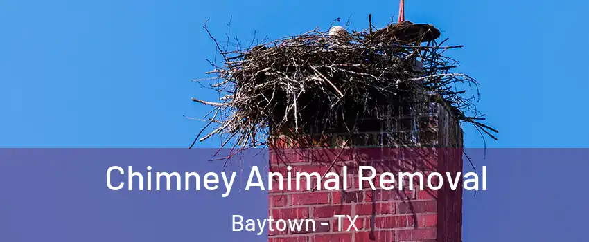  Chimney Animal Removal Baytown - TX